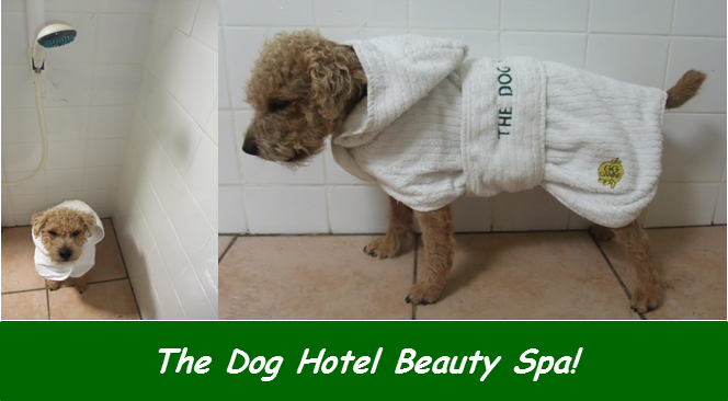 The Dog Hotel